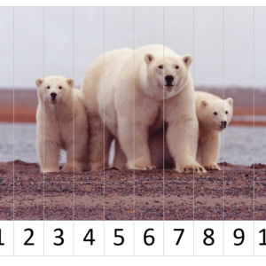 Lední medvědi - puzzle